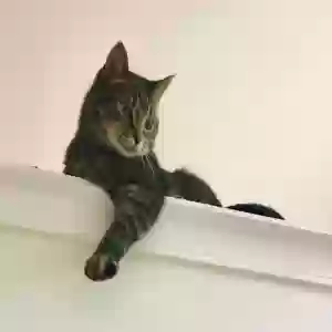 adoptable Cat in Atlanta, GA named Poppy