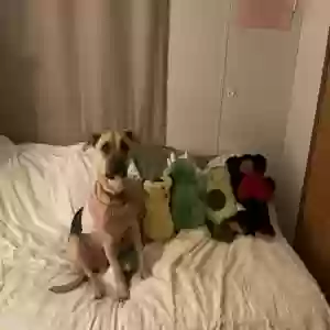 adoptable Dog in Marshall, NC named Sophie