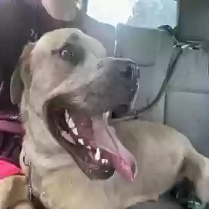 adoptable Dog in Marietta, GA named Waldo