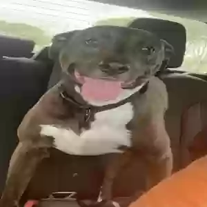 adoptable Dog in Friendswood, TX named Unknown