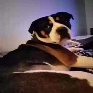 adoptable Dog in Livonia, MI named Unknown