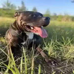 adoptable Dog in Locust Grove, GA named Oreo
