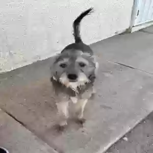 adoptable Dog in Casa Grande, AZ named Riley