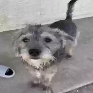 /images/pets/original/2184047_actual_two.webp