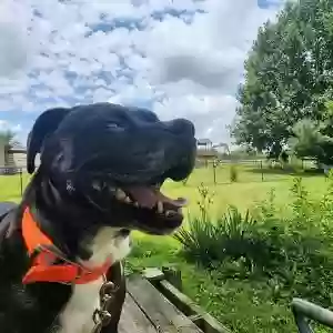 adoptable Dog in Bloomfield, KY named Joey