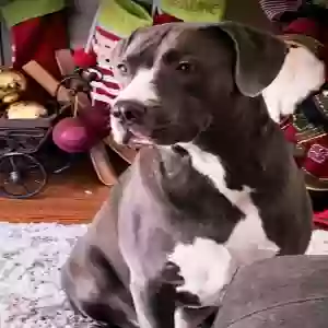 adoptable Dog in Whittier, CA named Monty
