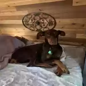 adoptable Dog in Hamilton, OH named Rosie