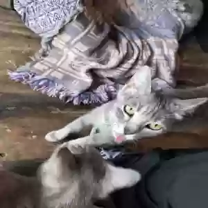 adoptable Cat in Hot Springs National Park, AR named Moon