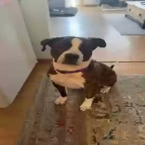 adoptable Dog in Hoxie, KS named CeeCee