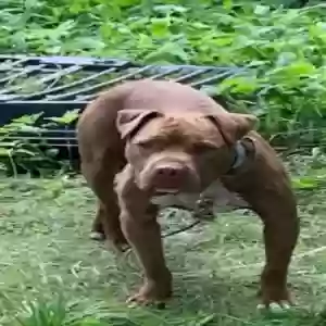 adoptable Dog in Cherry Hill, NJ named Buddy