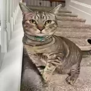 adoptable Cat in Mcdonough, GA named Cysco