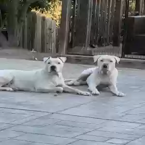 adoptable Dog in Vallejo, CA named Scary o & Deuce