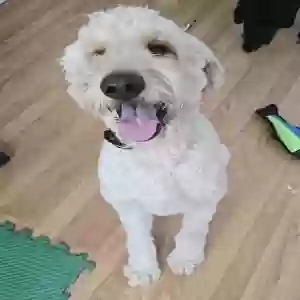 adoptable Dog in Daleville, AL named Odie