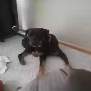 adoptable Dog in Salina, KS named Unknown