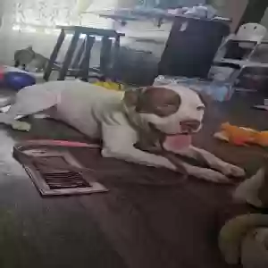 adoptable Dog in Harker Heights, TX named Unknown