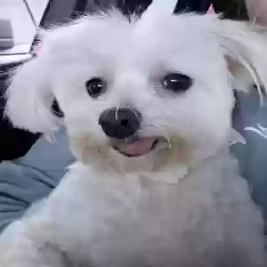 adoptable Dog in Sherman, TX named Gabby