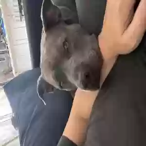 adoptable Dog in Temecula, CA named Stormie