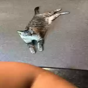 adoptable Cat in Atlanta, GA named Bean