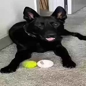 adoptable Dog in Dallas, TX named Roscoe