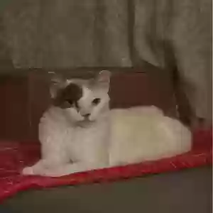 adoptable Cat in Dearborn, MI named Coco