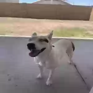 adoptable Dog in Phoenix, AZ named Frosty