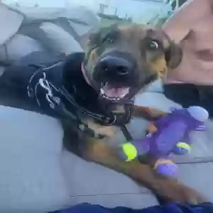 adoptable Dog in Pittsburgh, PA named Marley