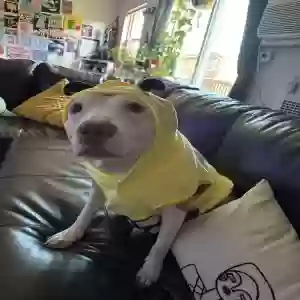 adoptable Dog in Cincinnati, OH named Cannoli