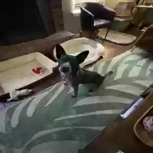adoptable Dog in Killeen, TX named Pie
