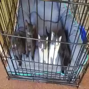 adoptable Cat in Acworth, GA named Na