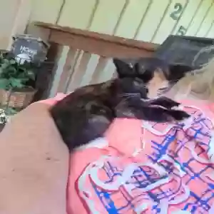 adoptable Cat in Acworth, GA named Unknown