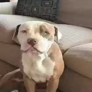 adoptable Dog in Rio Rancho, NM named Rocko
