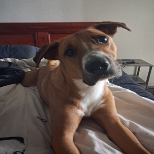 adoptable Dog in Mesa, AZ named Toretto