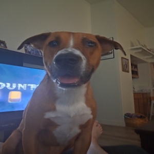 /images/pets/original/2184114_93520_20250724_183753.jpg