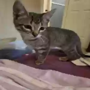adoptable Cat in Lafayette, LA named Unknown