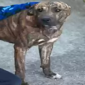 adoptable Dog in Atlanta, GA named Junior