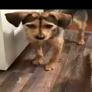 adoptable Dog in Atlanta, GA named Brooklyn