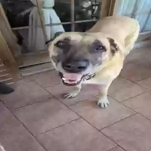 adoptable Dog in Jonesboro, GA named Coco