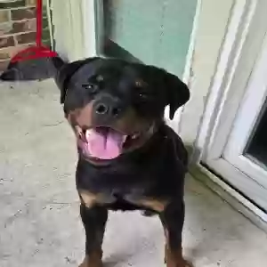 adoptable Dog in Atlanta, GA named Onyx