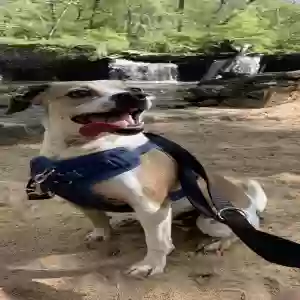 adoptable Dog in Lawrenceville, GA named Dasher