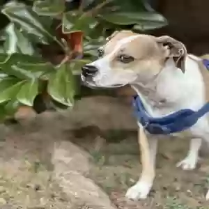 /images/pets/original/2184132_actual_three.webp