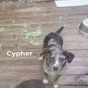 adoptable Dog in Hampshire, TN named Cypher