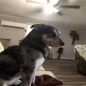 adoptable Dog in Arab, AL named Baine