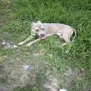 adoptable Dog in Ellenwood, GA named Bear