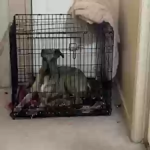 adoptable Dog in Huntsville, TX named Canelo