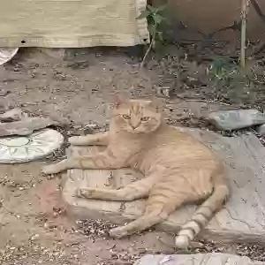 adoptable Cat in Phoenix, AZ named Stray