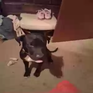 adoptable Dog in Cleveland, TX named Ozzy