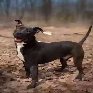 adoptable Dog in Gaylord, MI named Ducky