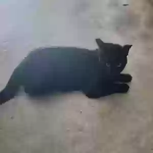 adoptable Cat in Jonesboro, GA named Smokey