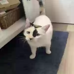 adoptable Cat in Redondo Beach, CA named Gracie