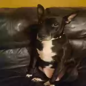 adoptable Dog in Snellville, GA named Brooklyn